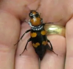 American Burying Beetle